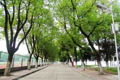 江漢藝術職業學院校園林蔭